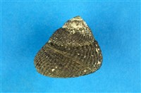 藏品(黑鐘螺)的圖片